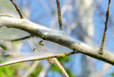 Apple Ermin (Yponomeuta malinellus)