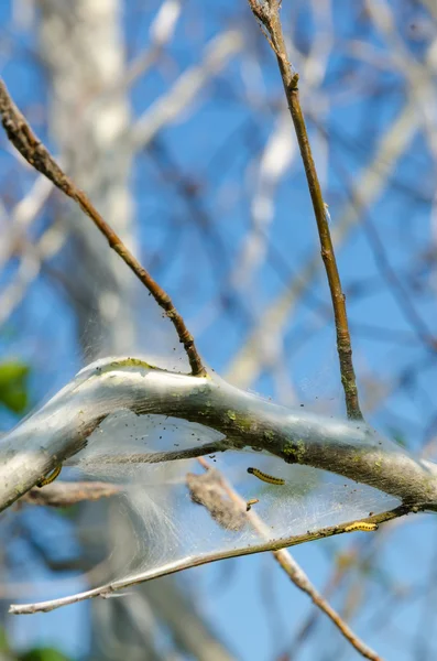 Apple hermelijn (Yponomeuta malinellus) — Stockfoto