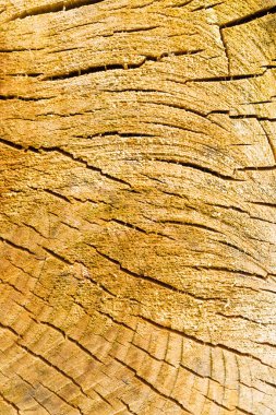 ağaç güdük arka plan