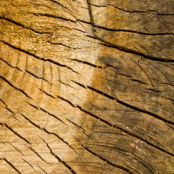 Tree stump background — Stock Photo, Image