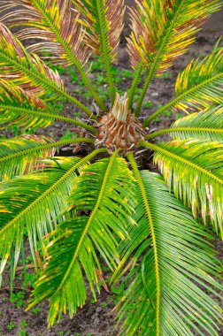 Cycas revoluta