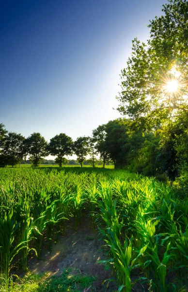 Campo de milho ao pôr-do-sol — Fotografia de Stock