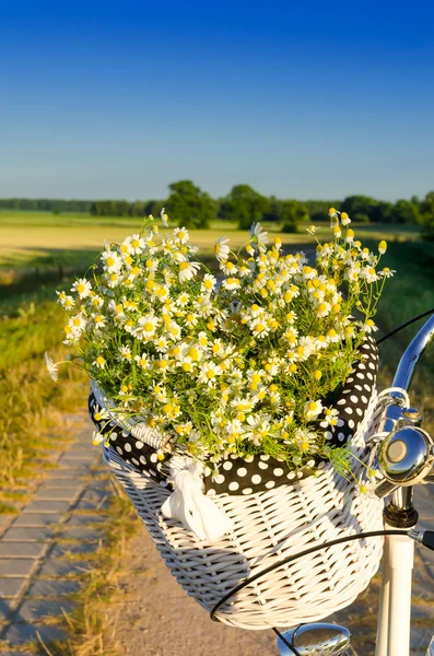 Baskets with daisies at sunset — Stock Photo, Image