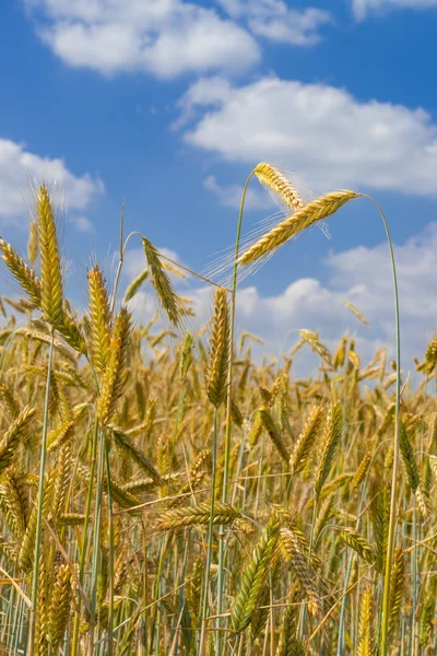 Campo de maíz al atardecer —  Fotos de Stock
