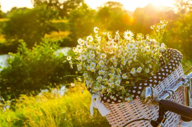 gün batımında papatya ile sepetleri