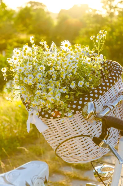 gün batımında papatya ile sepetleri