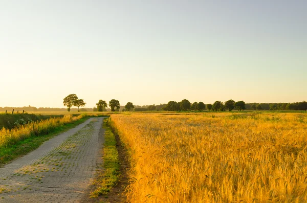 Campo de maíz al atardecer — Foto de Stock