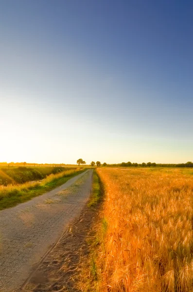 Campo di mais al tramonto — Foto Stock