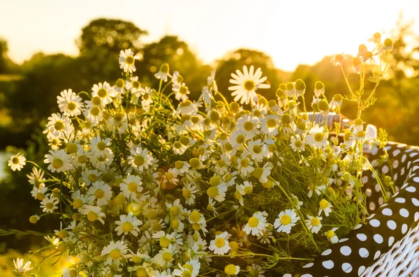 Baskets with daisies at sunset — Stock Photo, Image