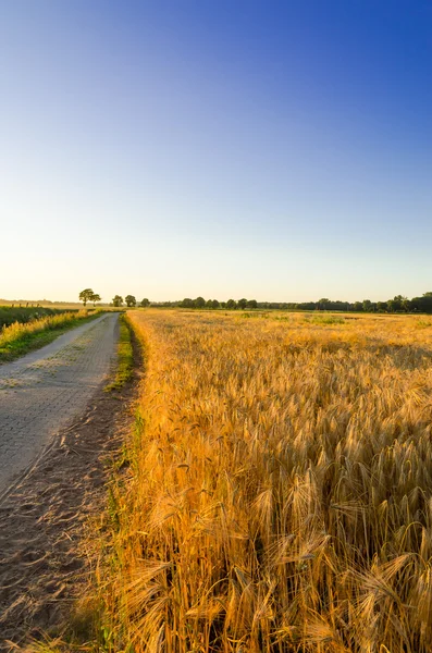 Campo de maíz al atardecer — Foto de Stock