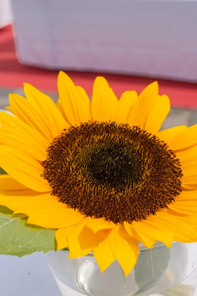 Sonnenblume auf dem Tisch — Stockfoto
