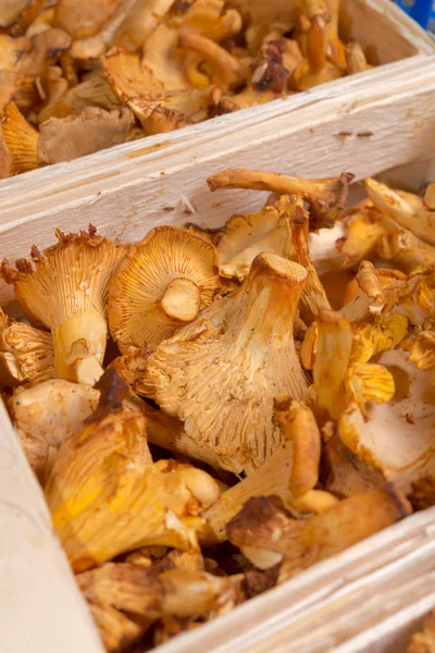 Golden chanterelle — Stock Photo, Image