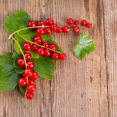 Kırmızı kuş üzümü