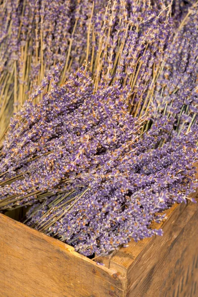 Dry lavender blossoms — Stock Photo, Image