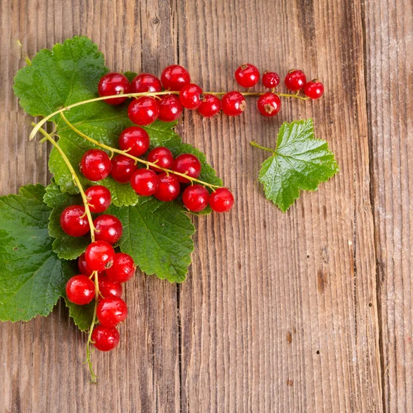 Red currants — Stock Photo, Image