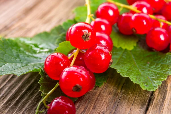 Red currants — Stock Photo, Image