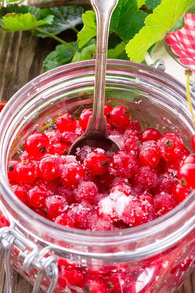 Gezuckerte rote Johannisbeere — Stockfoto