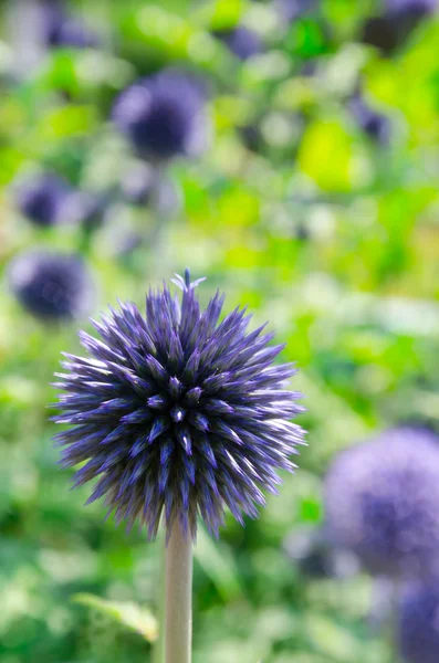 Floreciente blau Allium giganteum — Foto de Stock