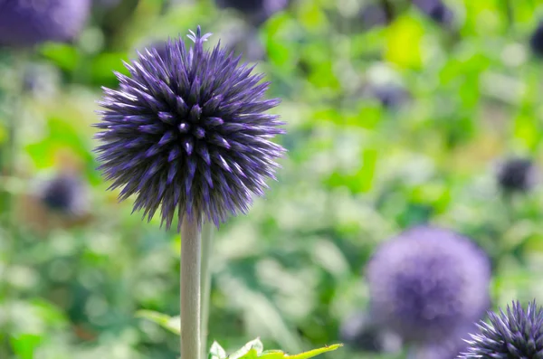 Квітучий блакитний Альянс гігантеум — стокове фото