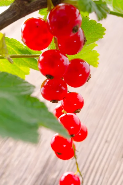 Red currants — Stock Photo, Image