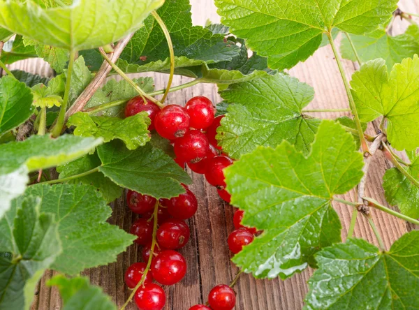 Rote Johannisbeeren — Stockfoto