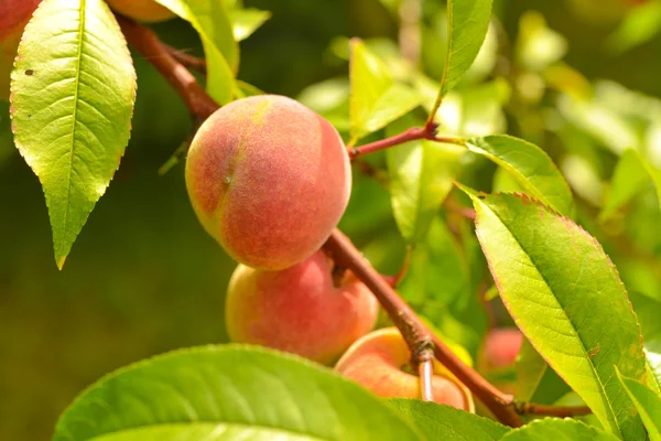 A barack, prunus persica, — Stock Fotó