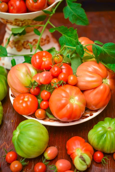 The tomato (Solanum lycopersicum) — Stock Photo, Image