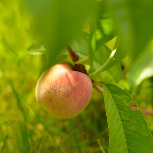 Brzoskwini, prunus persica, — Zdjęcie stockowe