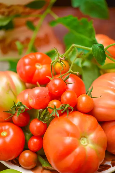 De tomaat (Solanum lycopersicum) — Stockfoto