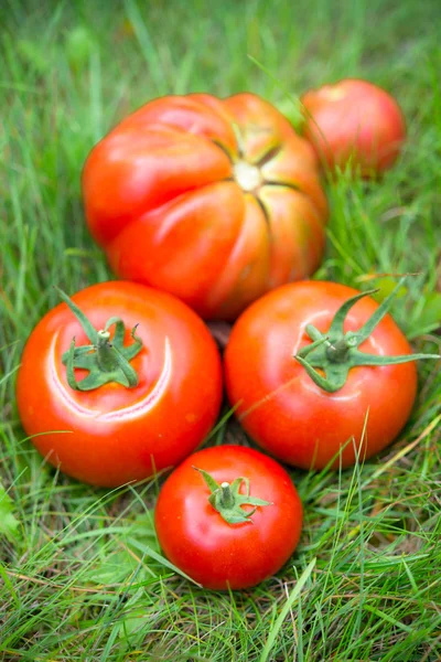 Basket with tomatoes — Stock Photo, Image