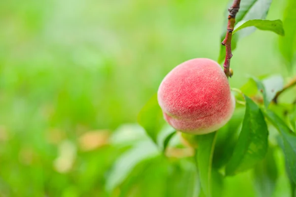 Der Pfirsich, Prunus persica, — Stockfoto