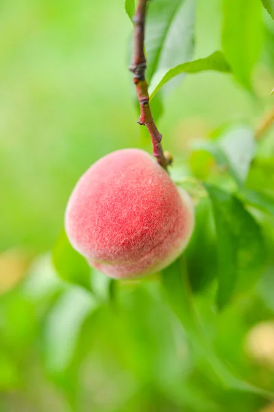 Der Pfirsich, Prunus persica, — Stockfoto