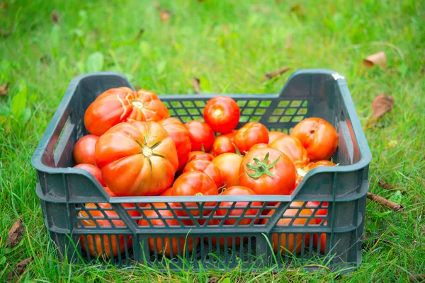 Mand met tomaten — Stockfoto
