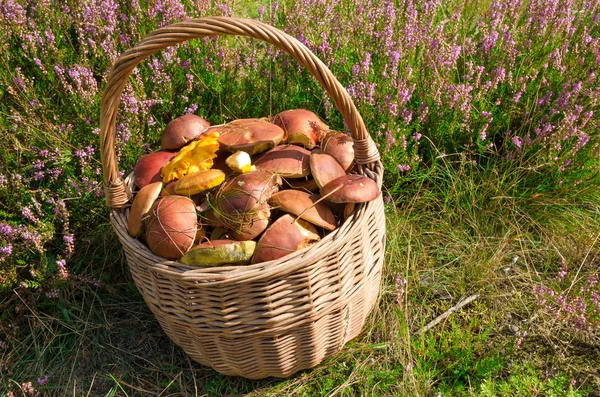 Cesto con funghi — Foto Stock