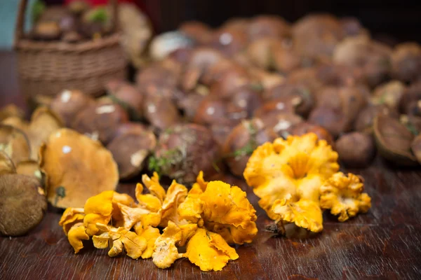 Mushrooms — Stock Photo, Image