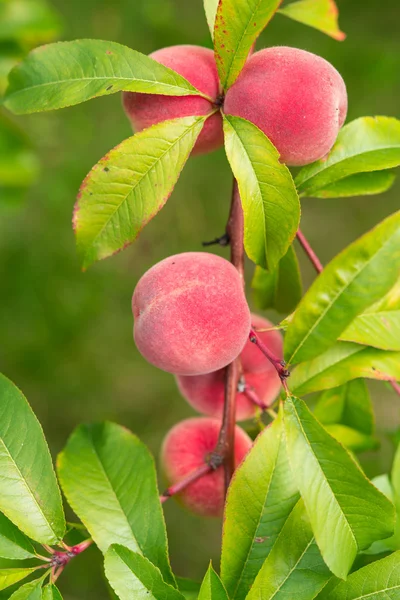 Brzoskwini, prunus persica, — Zdjęcie stockowe