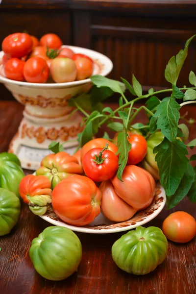 The tomato (Solanum lycopersicum) — Stock Photo, Image
