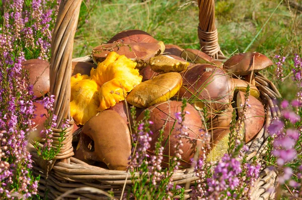 Basket with mushrooms — Stock Photo, Image