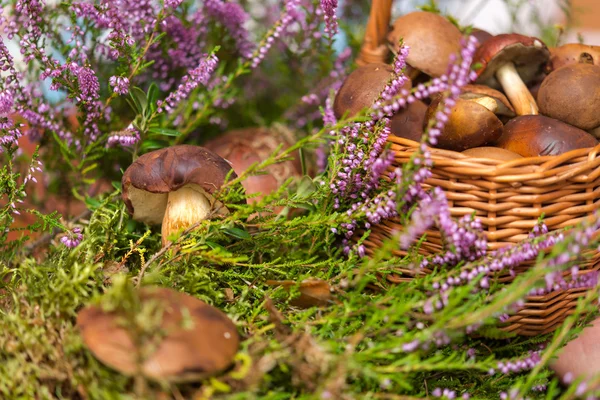 Basket with mushrooms — Stock Photo, Image