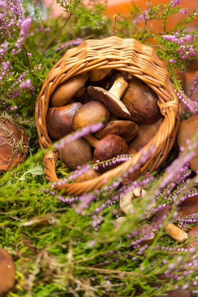 Cesto con funghi — Foto Stock