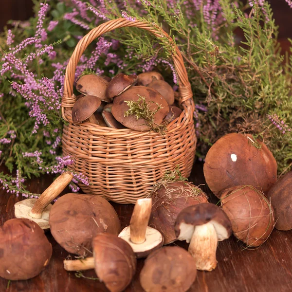 Basket with mushrooms — Stock Photo, Image