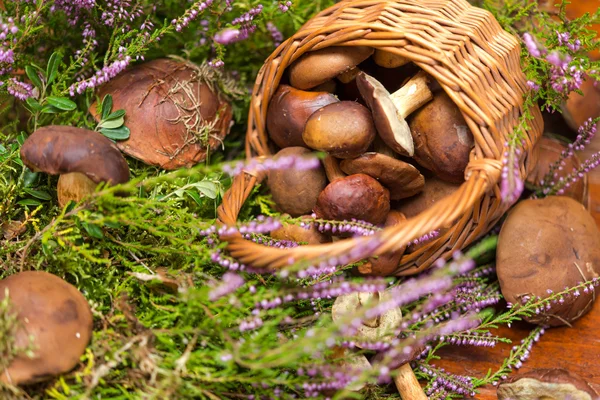 Basket with mushrooms — Stock Photo, Image