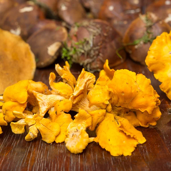 Chanterelles — Stok fotoğraf