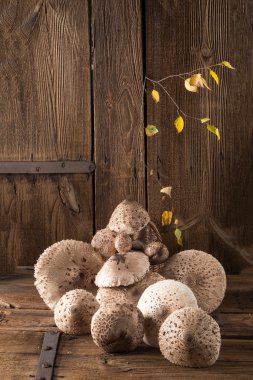 Şemsiye mantar (Macrolepiota procera)