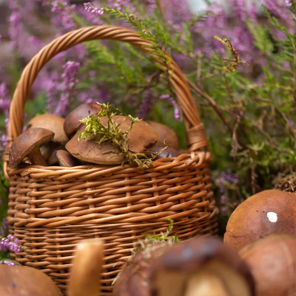 Basket with mushrooms — Stock Photo, Image