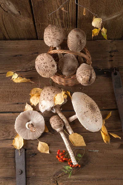 Parasol mushroom (Macrolepiota procera) — Stock Photo, Image