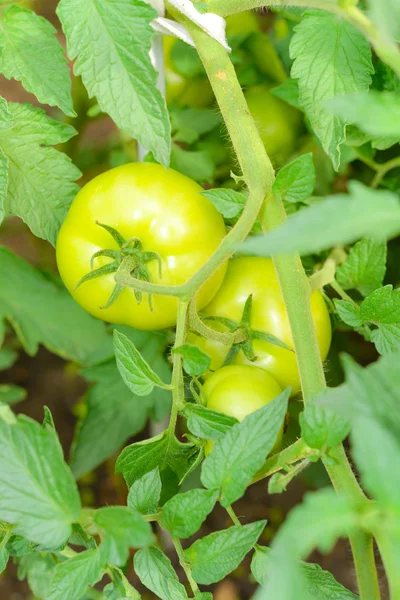 Tomates verdes fritos —  Fotos de Stock