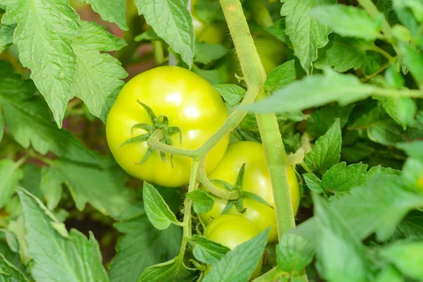 Tomates verdes fritos —  Fotos de Stock