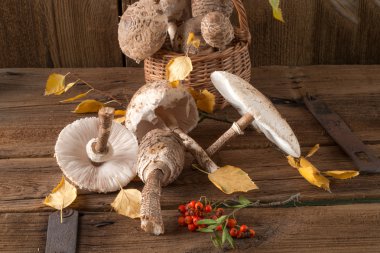 Şemsiye mantar (Macrolepiota procera)
