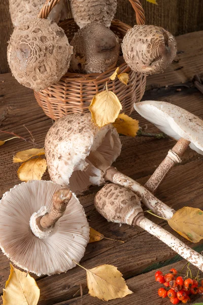 Гриб парасолька (Macrolepiota procera ) — стокове фото